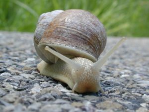 snails pace